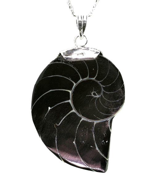 Black Natural Nautilus Pearl Shell Necklace