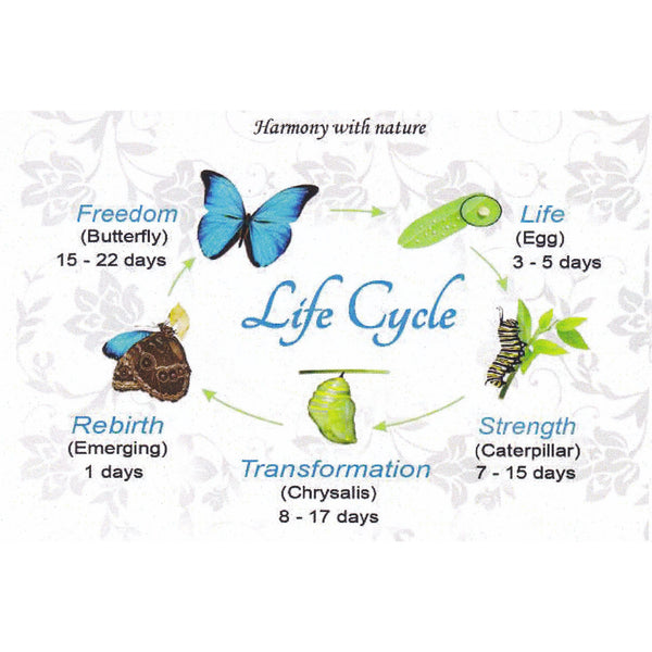 Genuine Morpho Ripheous Butterfly Large Wing Necklace
