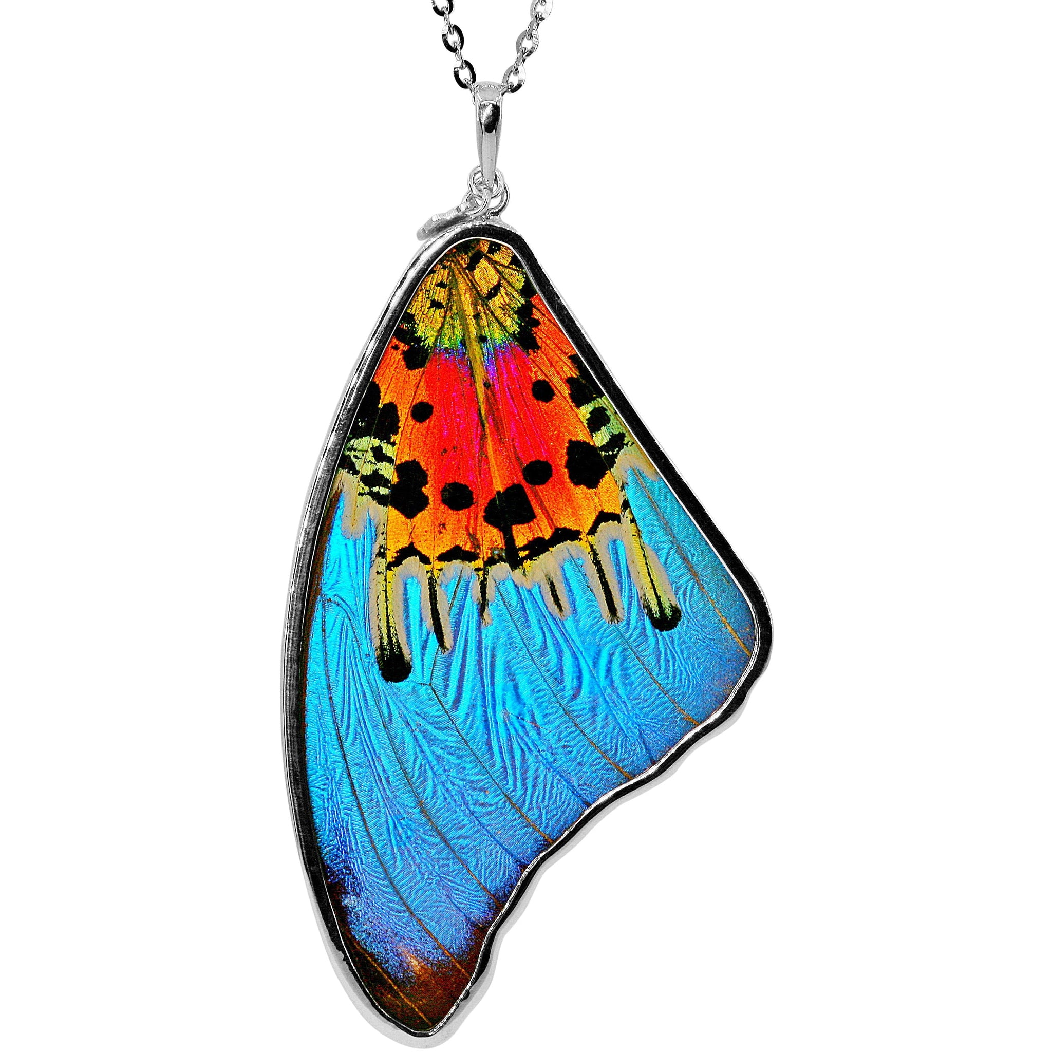 Morpho Ripheous B Large Butterfly Wing Necklace