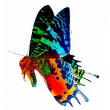 Morpho Ripheous B Large Butterfly Wing Necklace