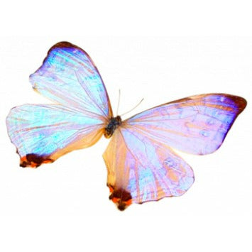 Morpho & Sulkowski Large Butterfly Wing Necklace