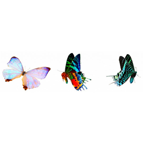 Morpho & Sulkowski Large Butterfly Wing Necklace